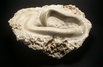 Sleeping Rattler